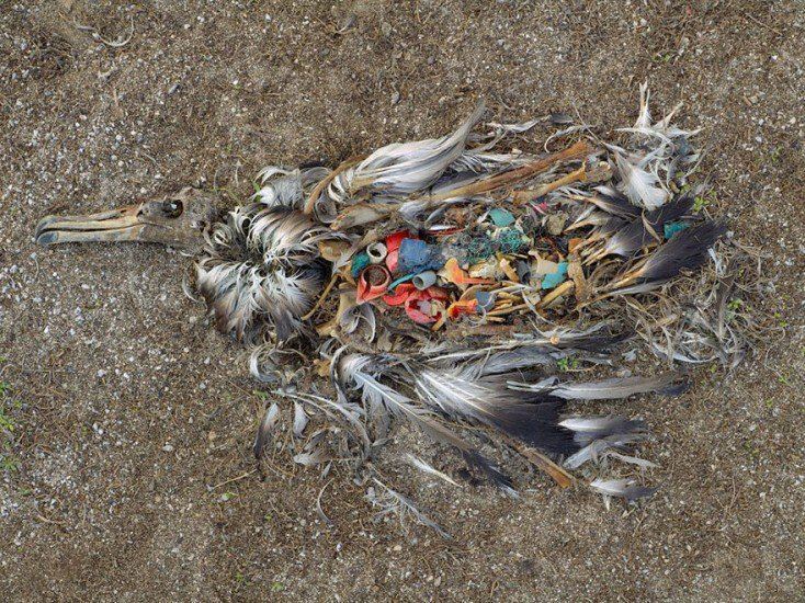 albatross pollution c